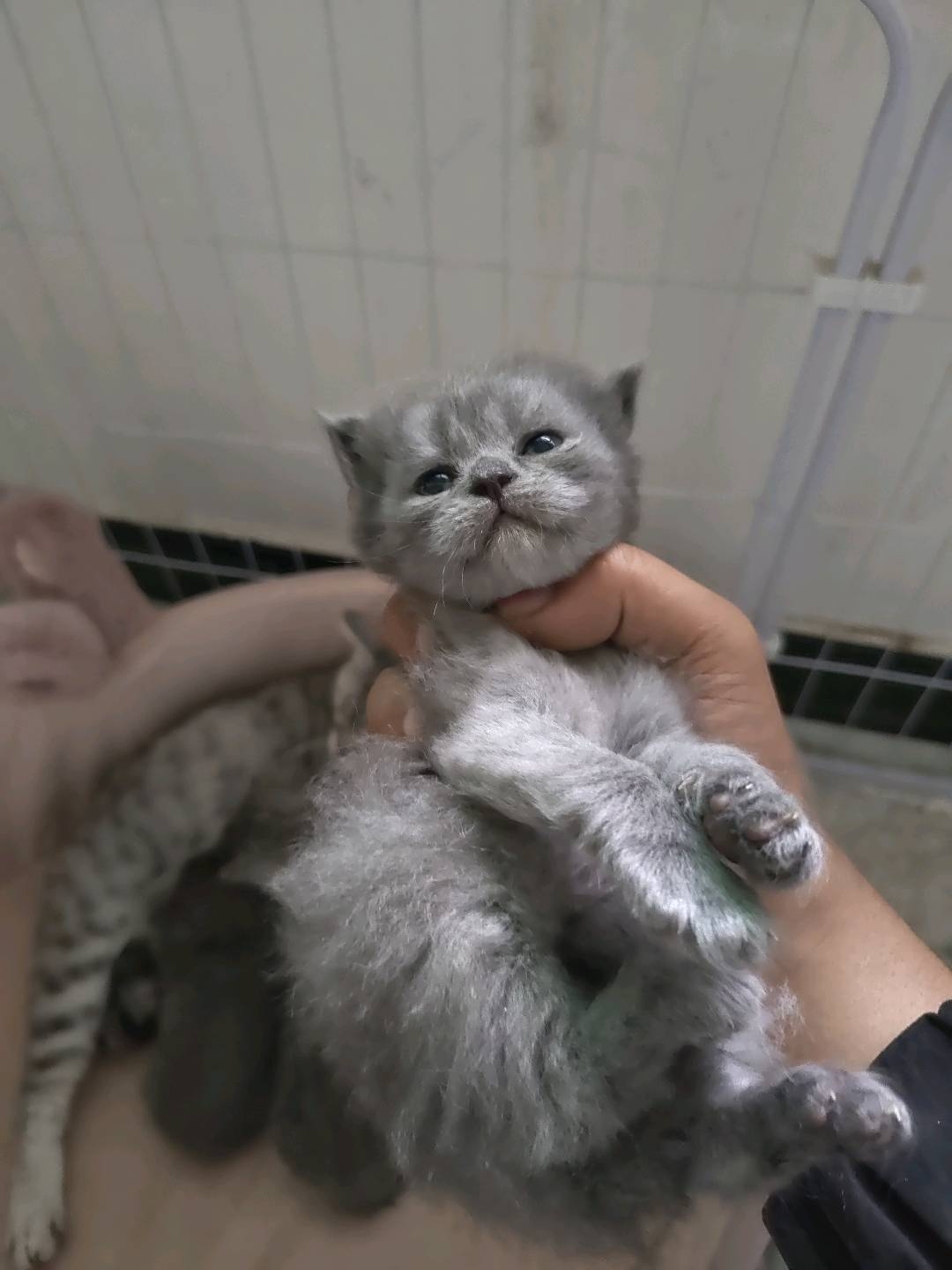 虎斑蓝猫串串